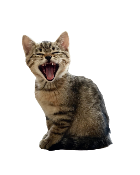 Perguntas frequentes